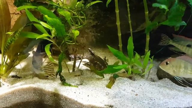 I have four of these but I rarely see any of them. Agamyxis pectinifrons, Spotted Talking Catfish смотреть онлайн