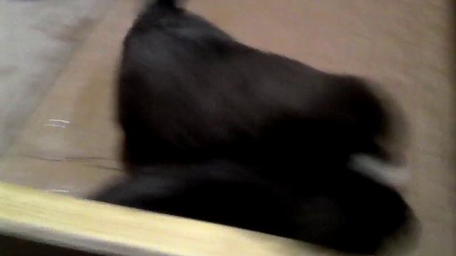 Щенки кавказской овчарки возраст 28 дней смотреть онлайн
