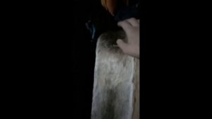 Настоящие ОХОТНИЧЬИ ЛЫЖИ с камусом из шкуры лося.