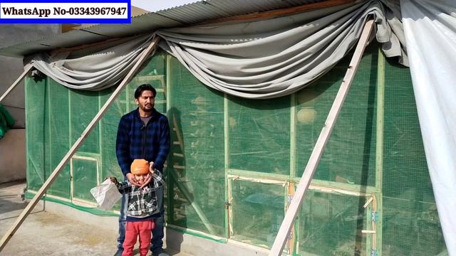Fawn Java And Silver Java Going To Pakistan Most Beautiful Place Sawat | Java Finch Cargo Done смотреть онлайн