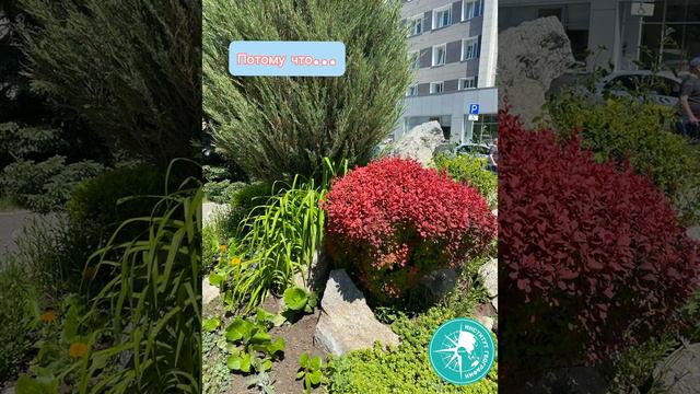 #сад #ландшафт #природа #искусство #алтай #АГУ смотреть онлайн