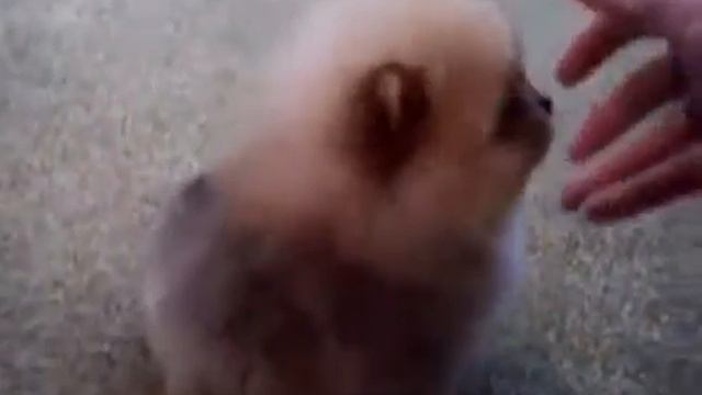 Камочек шерсти смотреть онлайн