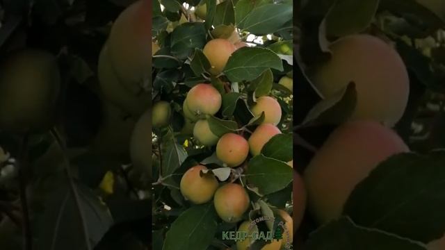 Очень много наливных,сладких яблочек! рекомендуем сорт яблони Юнга! Кедр-Сад смотреть онлайн
