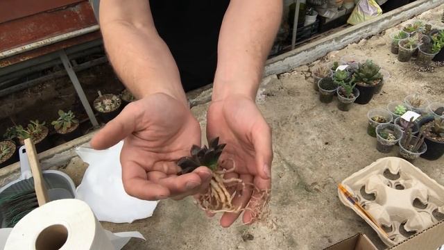 Растения почтой - самый лучший способ пересылки растений на большие расстояния смотреть онлайн