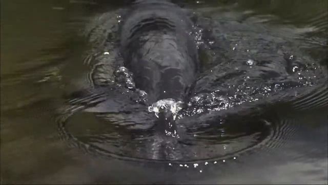 Как дышит самая большая рыба Амазонии — пираруку (Arapaima gigas) ? смотреть онлайн