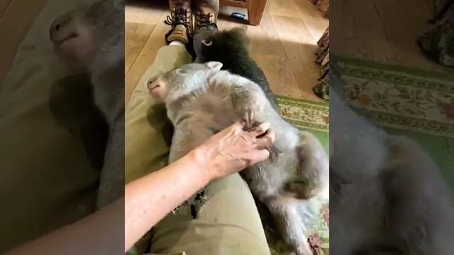 Вомбаты развлекаются #shorts #вомбат #вомбаты смотреть онлайн