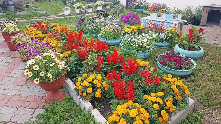 Сибирь. В гостях у сестры Галины. Обзор сада - огорода. смотреть онлайн