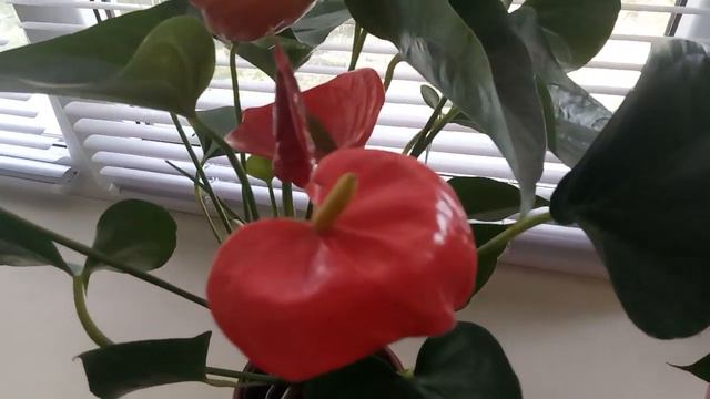 ВЫБРОСИЛА ВСЕ ! СИЖУ И ПЛАЧУ ))!!! смотреть онлайн