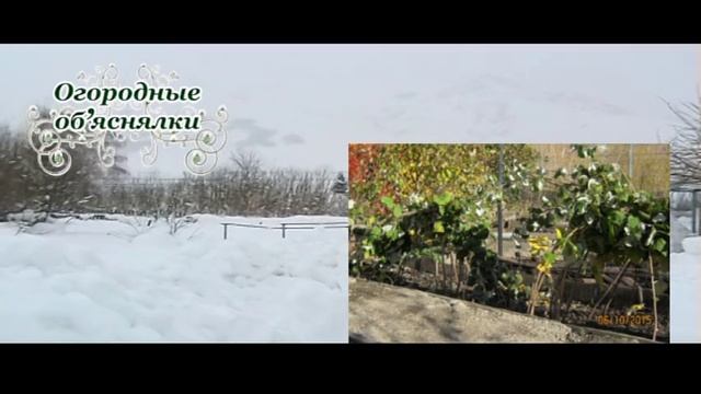 ОЧЕНЬ МНОГО СНЕГА. февраль: работы в саду. Спасение плодово-ягодных . Совет по удобрениям смотреть онлайн