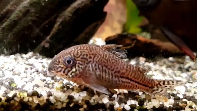 Какие рыбы живут долго с дискусами? Долгожители моего дискусятника. смотреть онлайн