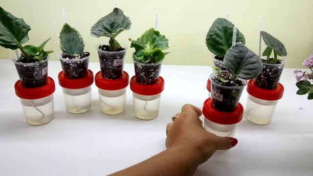 Отрицательные стороны укоренения листьев на фитильном поливе смотреть онлайн