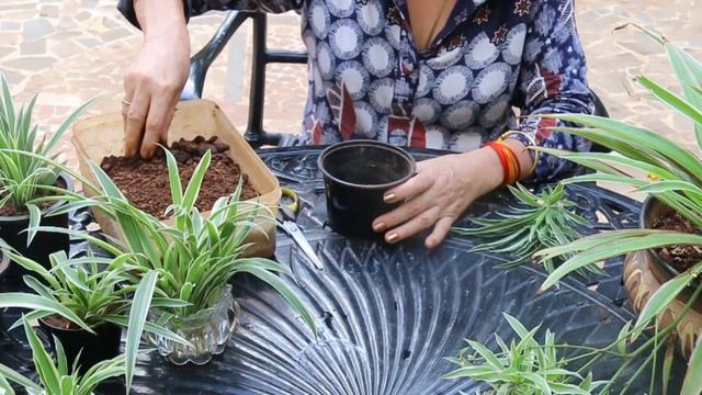 Blissful Gardening - Chlorophytum comosum- Spider plant смотреть онлайн