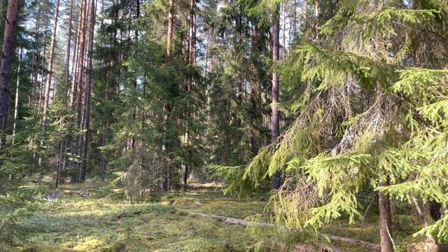 СЛАБОНЕРВНЫМ ГРИБНИКАМ НЕ СМОТРЕТЬ! ТАКОГО УРОЖАЯ ГРИБОВ и ЯГОД ВЫ ЕЩЁ НЕ ВИДЕЛИ! БОМБА! ГРИБЫ 2021 смотреть онлайн