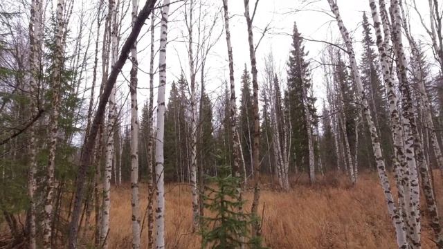 Охота с мелкашкой на боровую дичь. смотреть онлайн