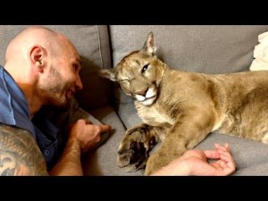 Волшебное слово, которое  разбудило пуму Месси!