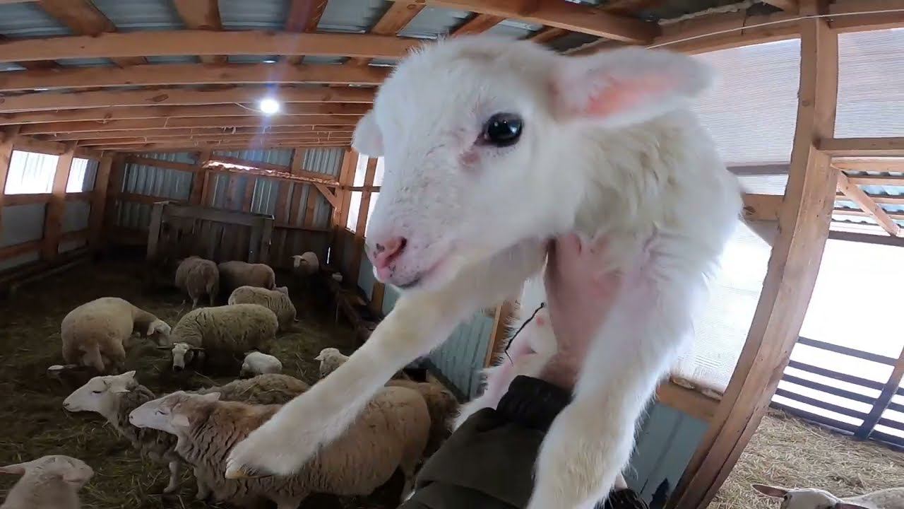 ЯГНЯТА ПЕРЕЕХАЛИ ! ОДИН В ДЕРЕВНЕ... БЫТОВУХА !