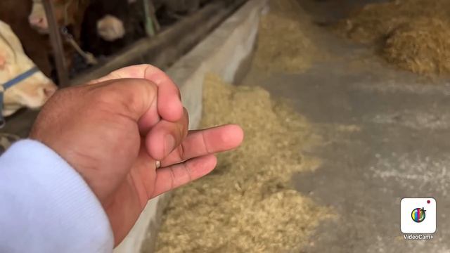 BUQA  BOQISHNI  YORVORGAN  UKAM  40-ta BUQA BOQISH😱