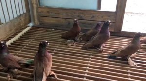 КРОВЯНЫЕ УЗБЕКСКИЕ ГОЛУБИ ( РУЯНЫ )