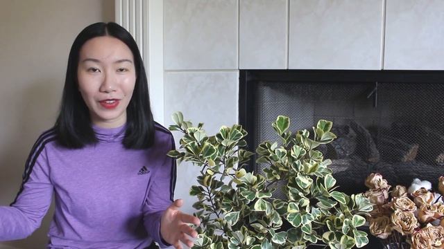 How To Promote New Growth & Make Your Ficus Triangularis Bushy Again? | Care Tips & Guide смотреть онлайн