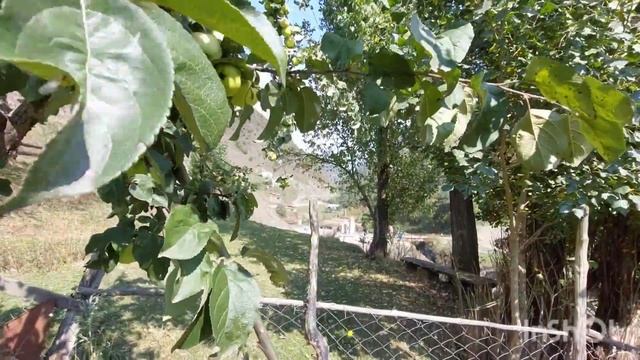 Дагестанское праздничное блюдо "мец" смотреть онлайн