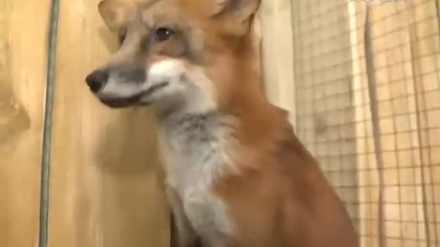 В контактном зоопарке “Мадагаскар” посетители могут пообщаться с хищниками смотреть онлайн