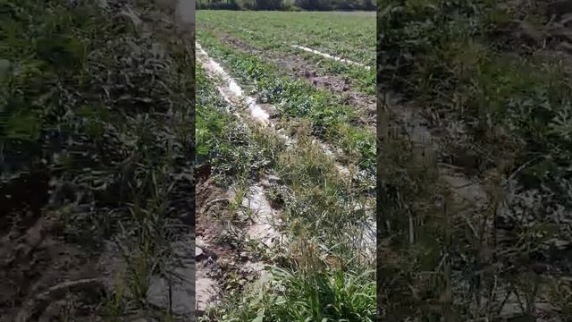 Арбуз Маристо F1 ENZA ZADEN Голландия. Тарбузи Маристо F1. смотреть онлайн