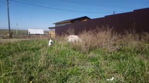 Коза сама себя выдаивает. Что делать?