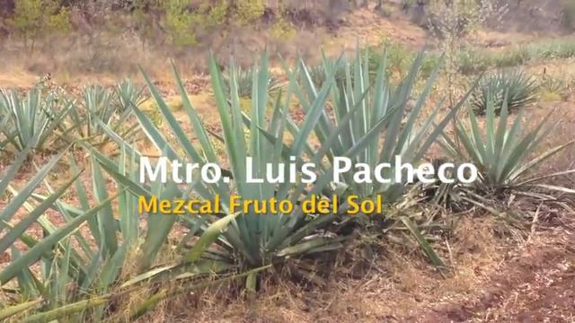 #YoSoyMezcalesDeOaxaca Agave Angustifolia #Espadín смотреть онлайн