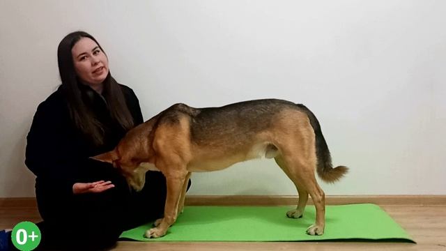 Как научить собаку команде «Поклон»? ✔️Дрессировка собак командам! смотреть онлайн