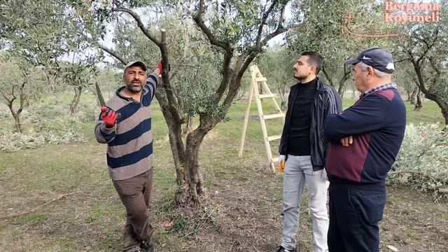20 Yaş Verimsiz Zeytin Ağaçlarını Verime Çevirme Budaması.Ürün Budaması Nasıl Yapılır? смотреть онлайн