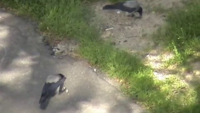 Громко каркая, одна ворона требует у другой поделиться пищей смотреть онлайн