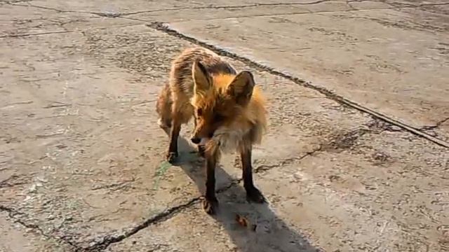 Хитрый лис!!!!!.mp4 смотреть онлайн