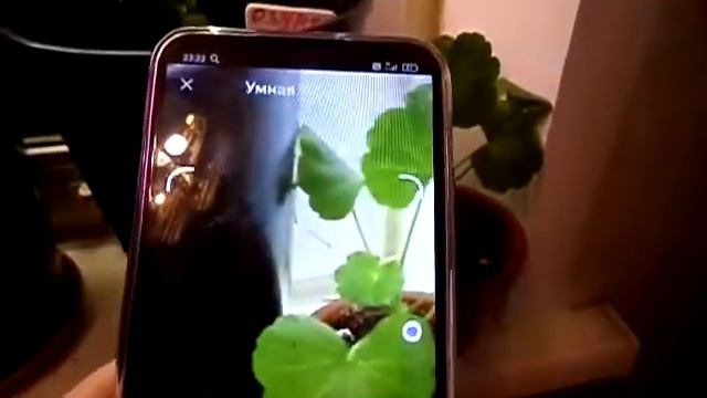 SOS.Помогите? Что это за растения? смотреть онлайн