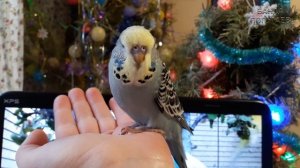 ? Учим попугая говорить. Видеоурок 1: "Ксюша красивая девочка"