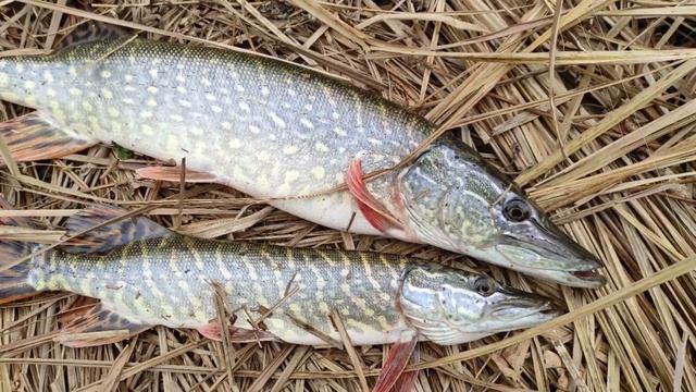 В этой речке есть МОНСТРЫ / ШОК РЫБАЛКА / ЩУКА ЗВЕРЬ НА ДЖИГ смотреть онлайн