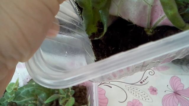 Способы укоренения Глоксиний. К вопросу: через какое время появляются детки от посаженного листа. смотреть онлайн