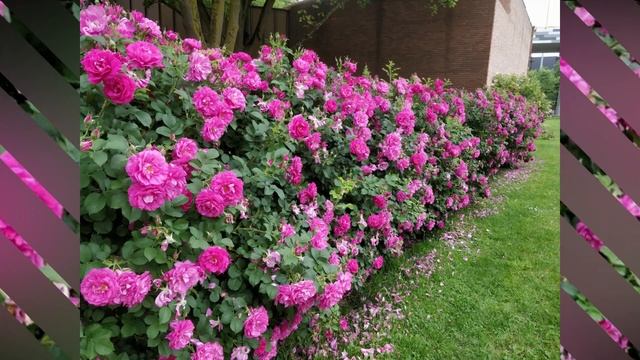 Wild Edric Rose/ #Roses/ #Floriculture