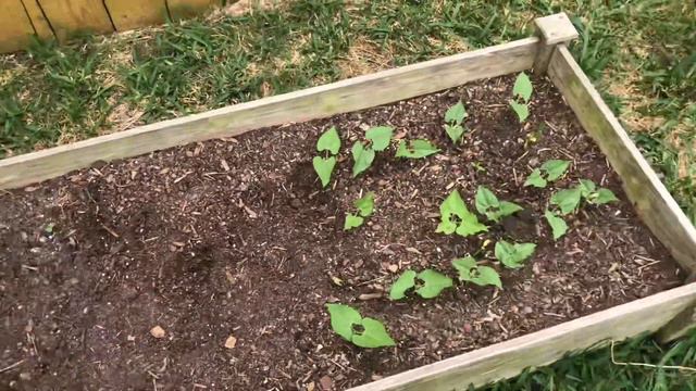 The spring garden is growing! And a new addition to our family! смотреть онлайн