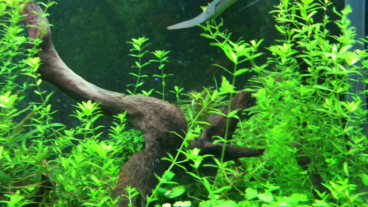 Обзор аквариумных растений смотреть онлайн