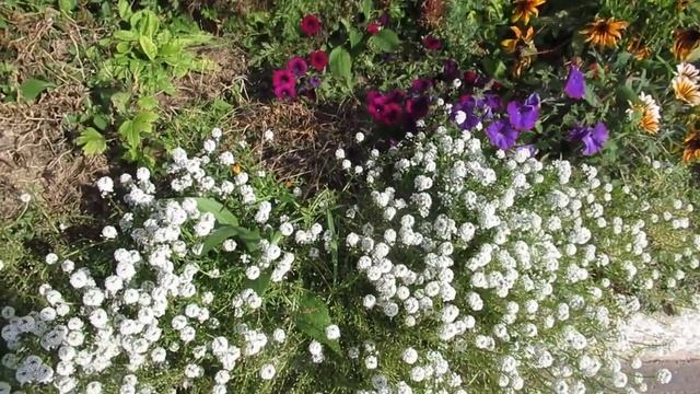 Цветок Алиссум медовый аромат которого привлекает крестоцветную блошку смотреть онлайн