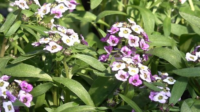 Flowers like Lobularia and Alyssum for hanging baskets and containers смотреть онлайн