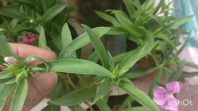 Winter Flowering Plants with name and Price l Plant shopping Haul Pune l Plant shopping with price. смотреть онлайн