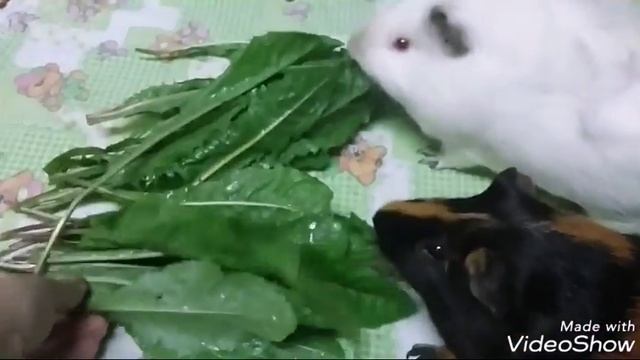 /Вася эгоист/Зачем мне друг?/ смотреть онлайн
