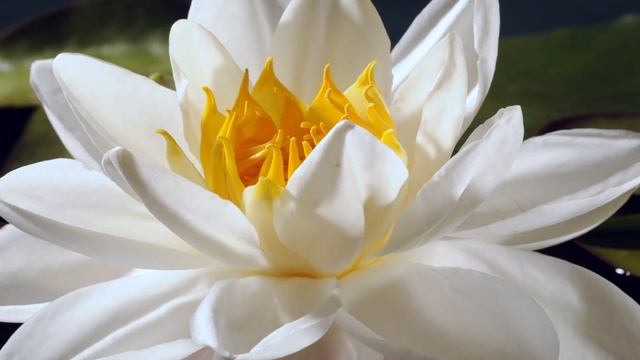 Water lily, nymphaea alba flower opening time lapse. White water lily 4K смотреть онлайн