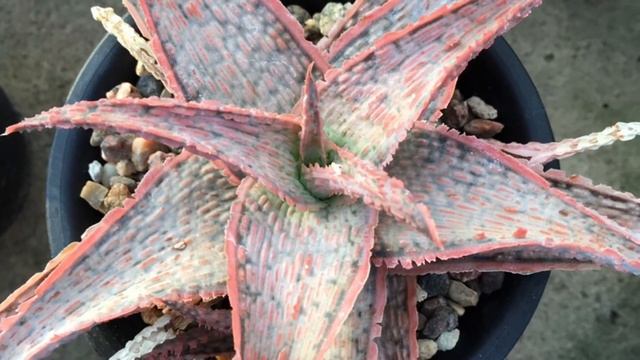 Aloe collection created by Georgiy Aristov смотреть онлайн