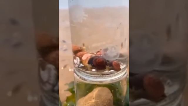 Морские Жители Нашей Планеты. Обитатели морей и океанов. Inhabitants of the seas and oceans. смотреть онлайн