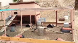 Вольерное содержание перепелов, подращивание перепелят в вольере