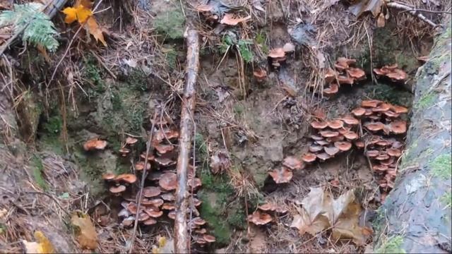 Опенок осенний. смотреть онлайн