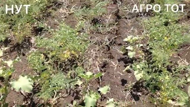 Сев нут сорт Буджак Заховит болезни опыт выращивания защиты растения АГРО ТОТ смотреть онлайн