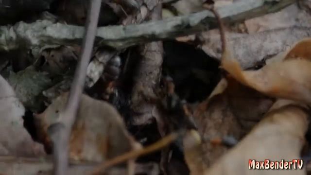 МУРАВЬИ тащат МУХУ в муравейник !!! смотреть онлайн